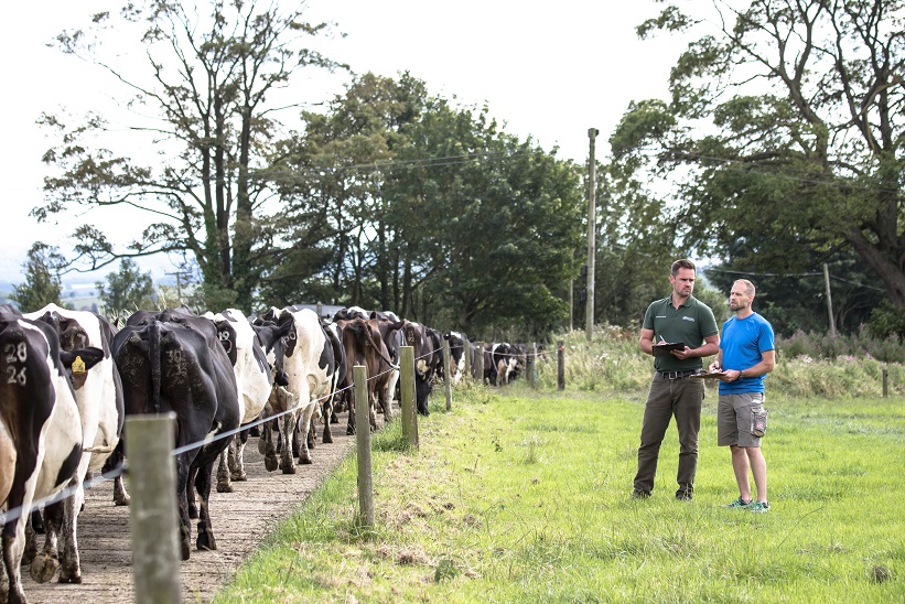 a couple of men stand by a row of cows